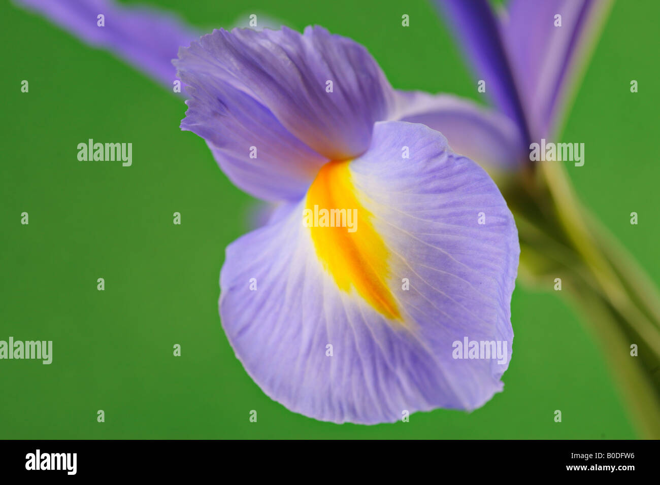 Iris Blume Stockfoto