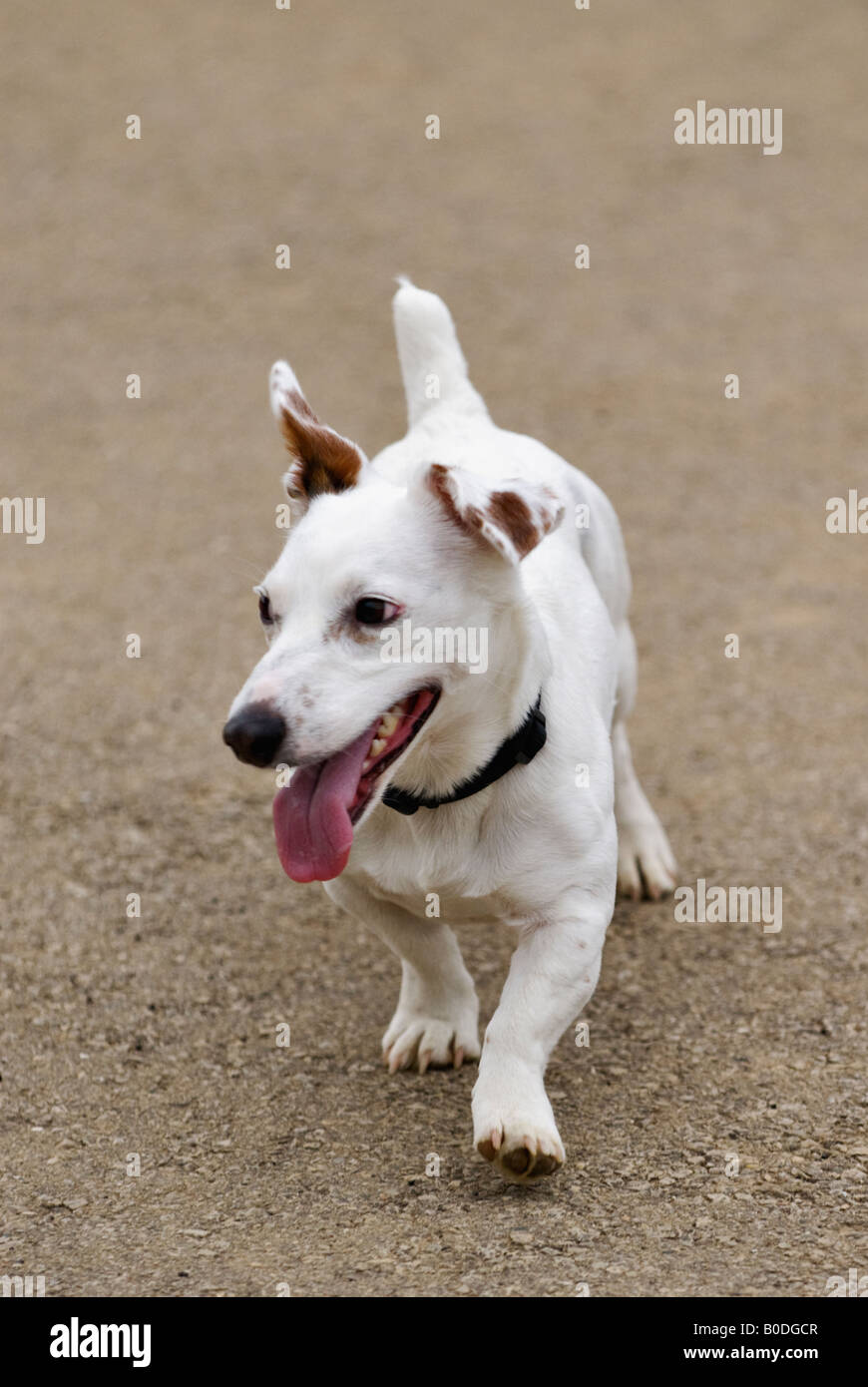Jack Russell Terrier stolzieren auf der Straße Stockfoto