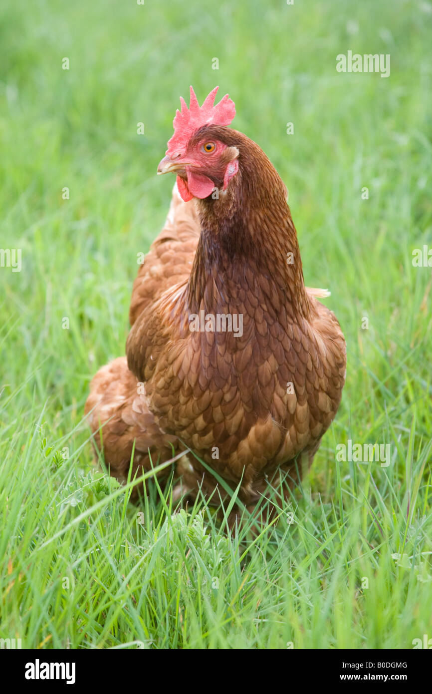 Freerange Bio-Hühner Hampshire England Stockfoto