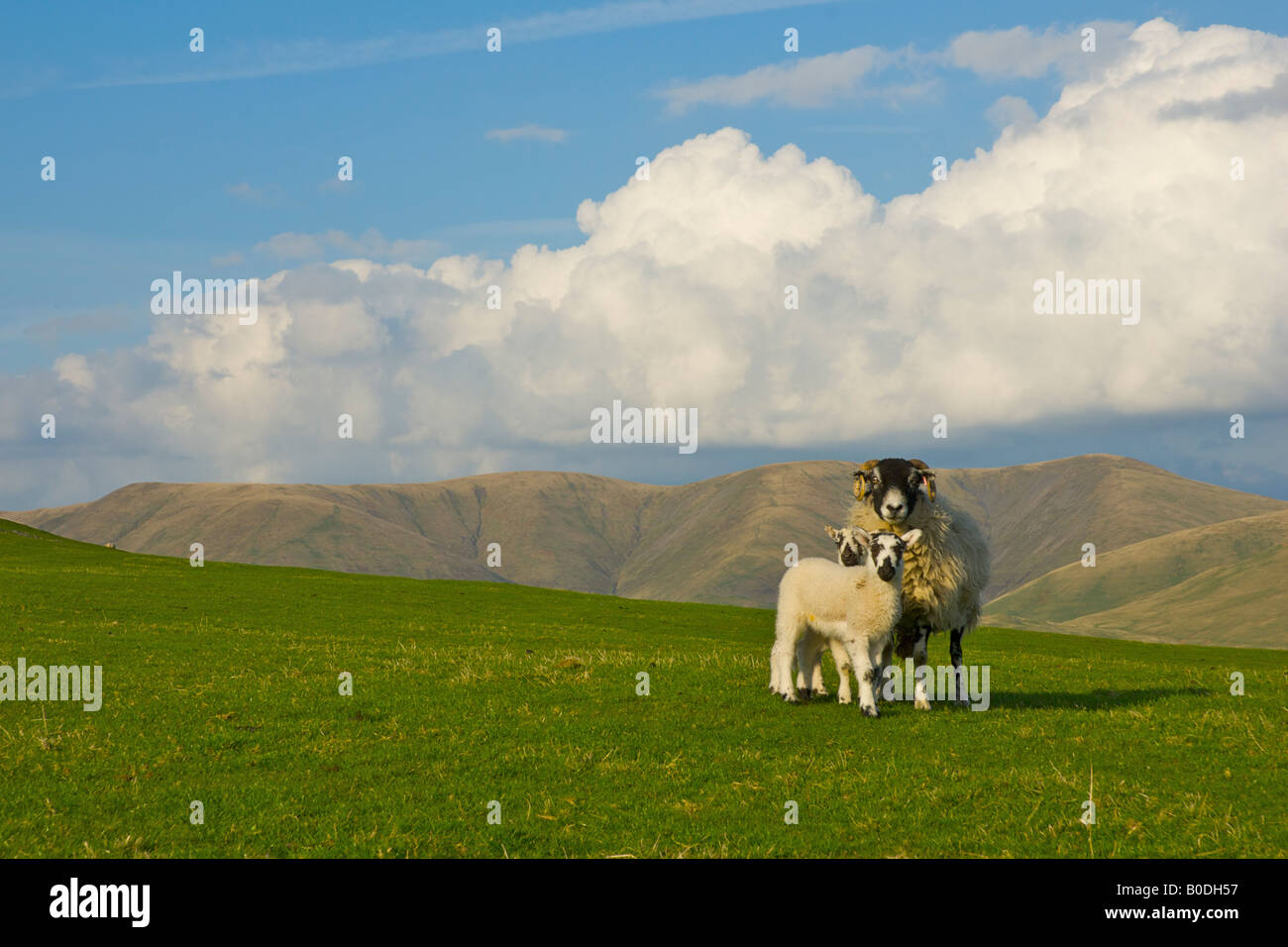 Schafe und zwei Lämmer auf Firbank verliebte Howgill Hügel im Hintergrund, in der Nähe von Sedbergh, Cumbria, England UK Stockfoto