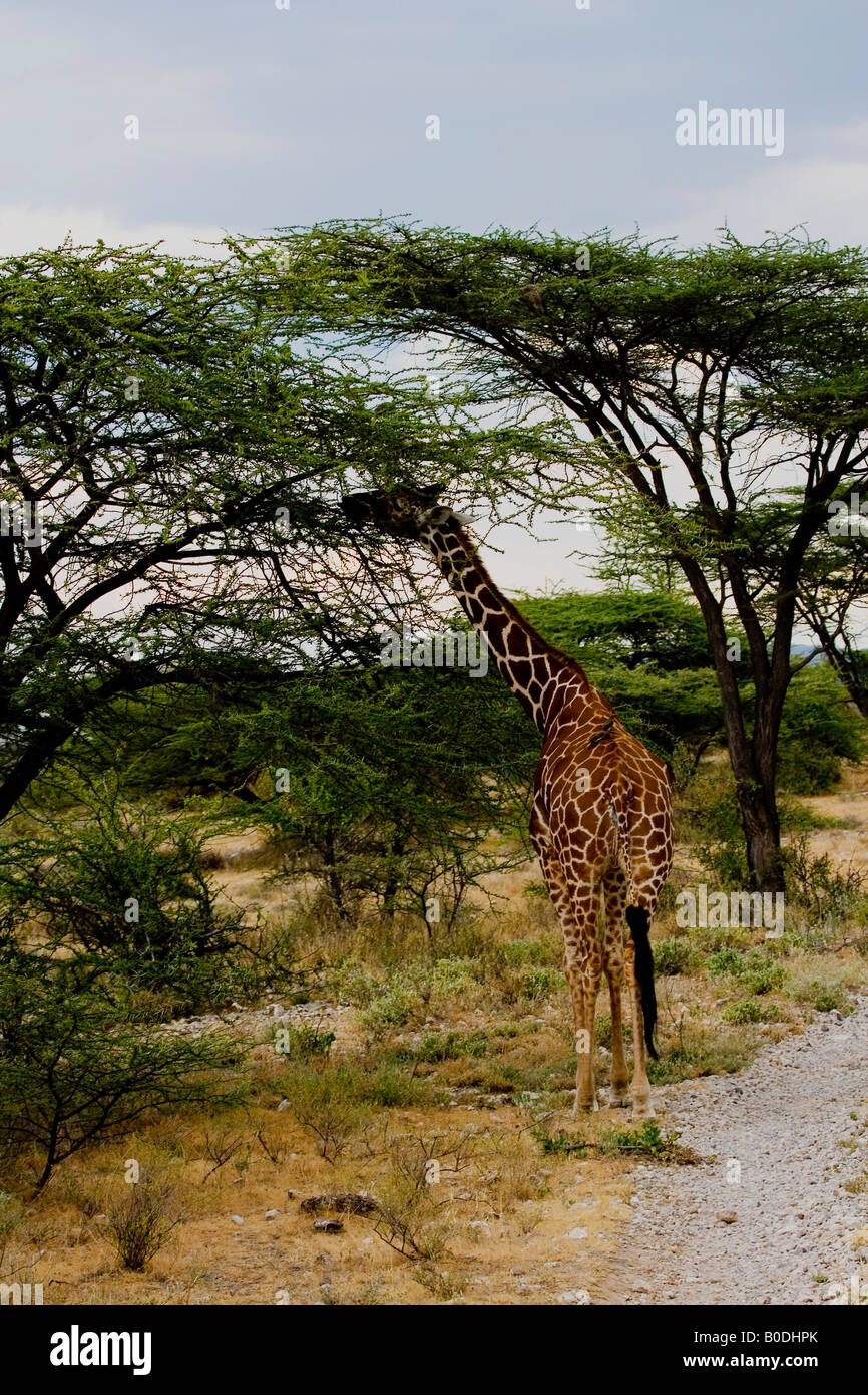 RETIKULIERT GIRAFFE Giraffa Plancius reticul Stockfoto