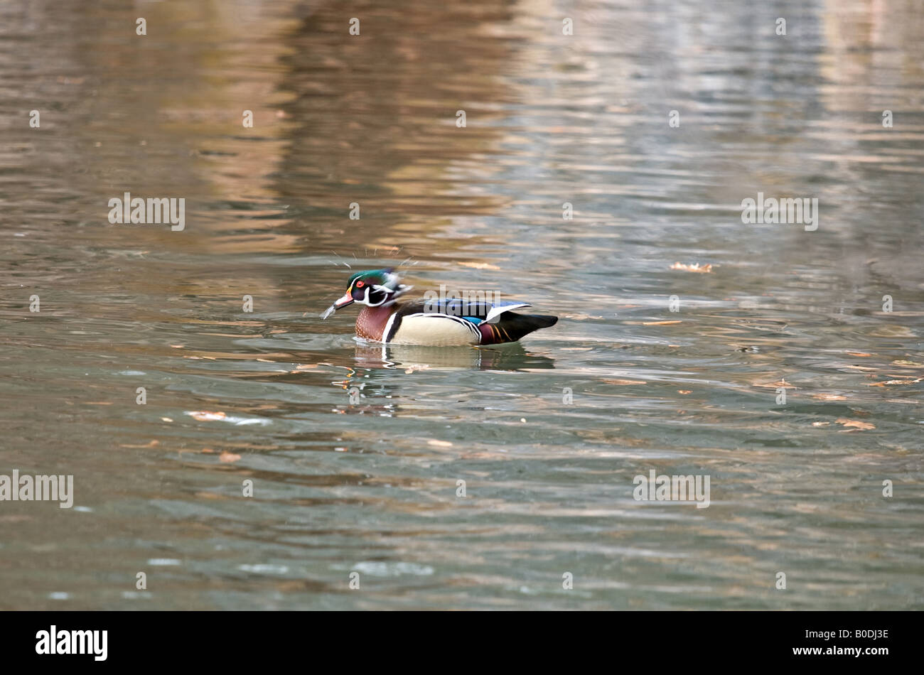 Bunte männliche Brautente (Aix Sponsa) schüttelt den Kopf beim Schwimmen Stockfoto