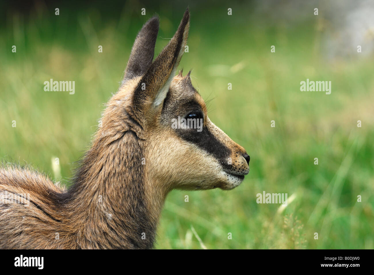 Sämischleder Säugetiere junge Mountain Park Winter Camoscio Giovane Rupicapra Rupicapra Mammiferi Montagna Valnoney Co Stockfoto