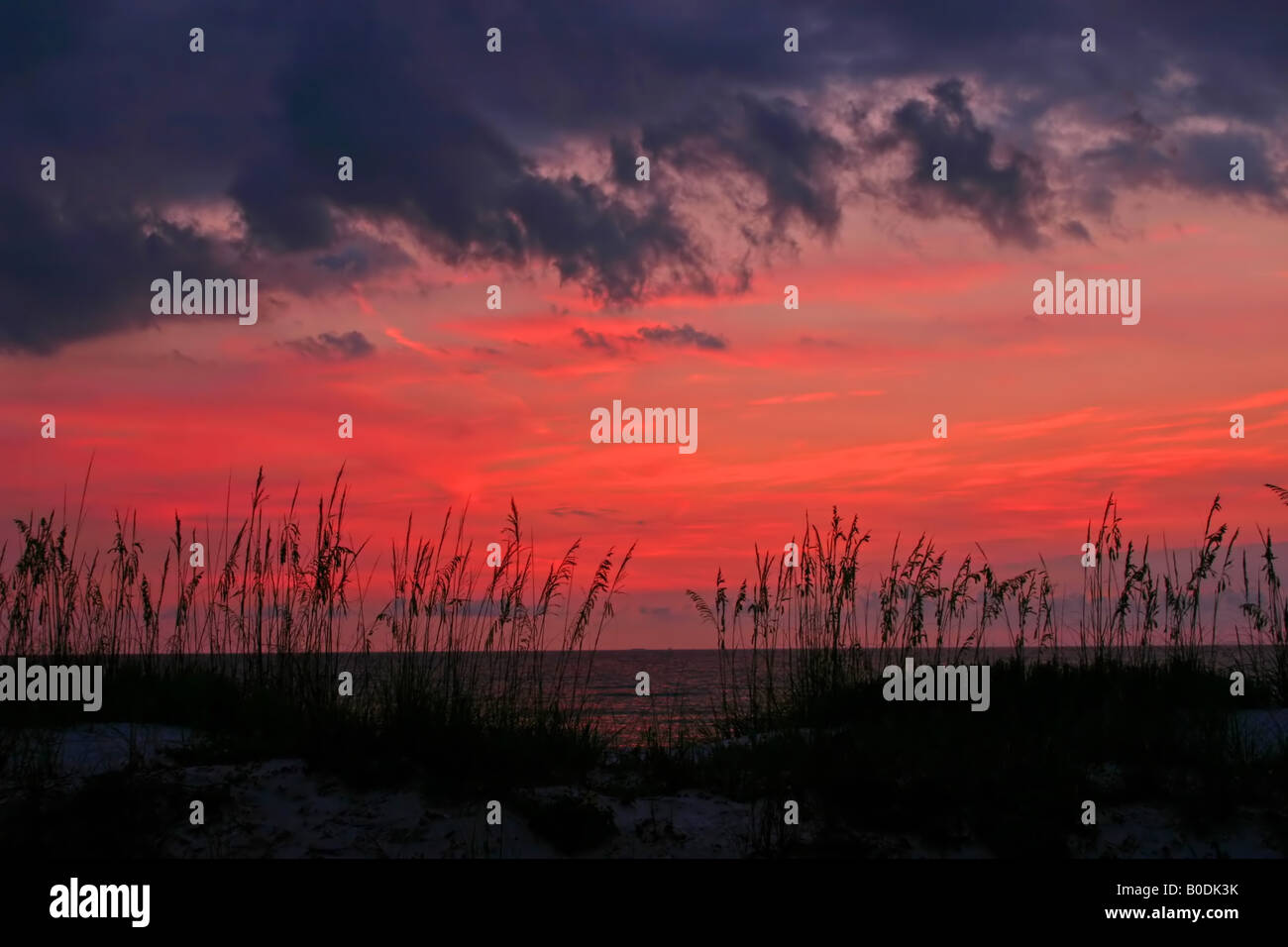 Seaoats und Himmel auf Florida Gulf Coast Stockfoto