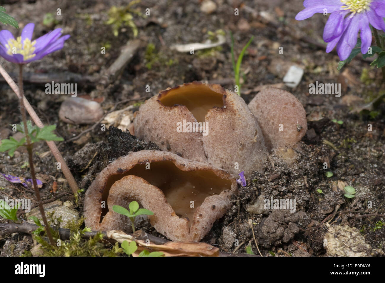 Ein geleeartiger braun saprophytischen Cup Pilz, Peziza vesiculosa Stockfoto