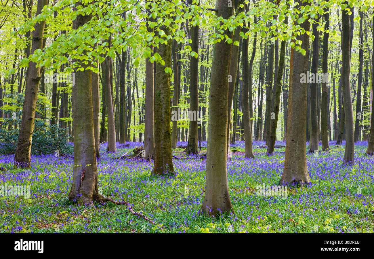 Bluebell Wälder in Micheldever Holz Hampshire England Stockfoto