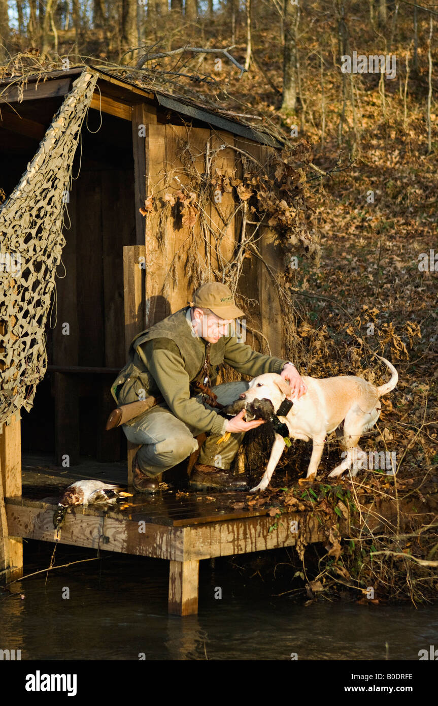 Gelber Labrador Retriever bringt Mallard Ente Jäger auf Hochsitz Stockfoto