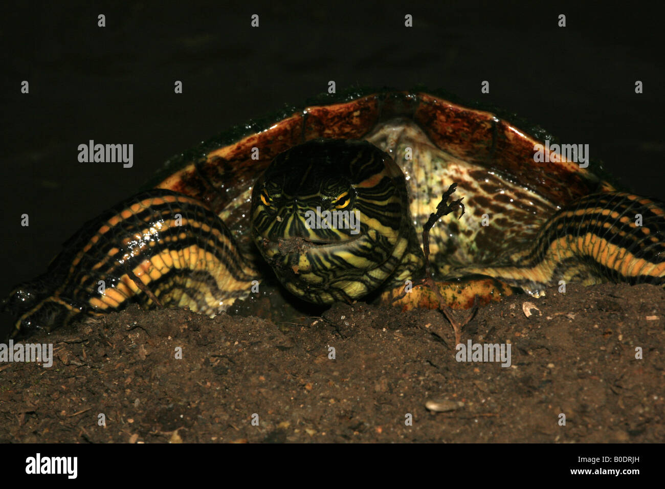 Rotohrschildkröte, sci.name; Trachemys scripta, in Metropolitan Nature Park, Republik Panama. Stockfoto