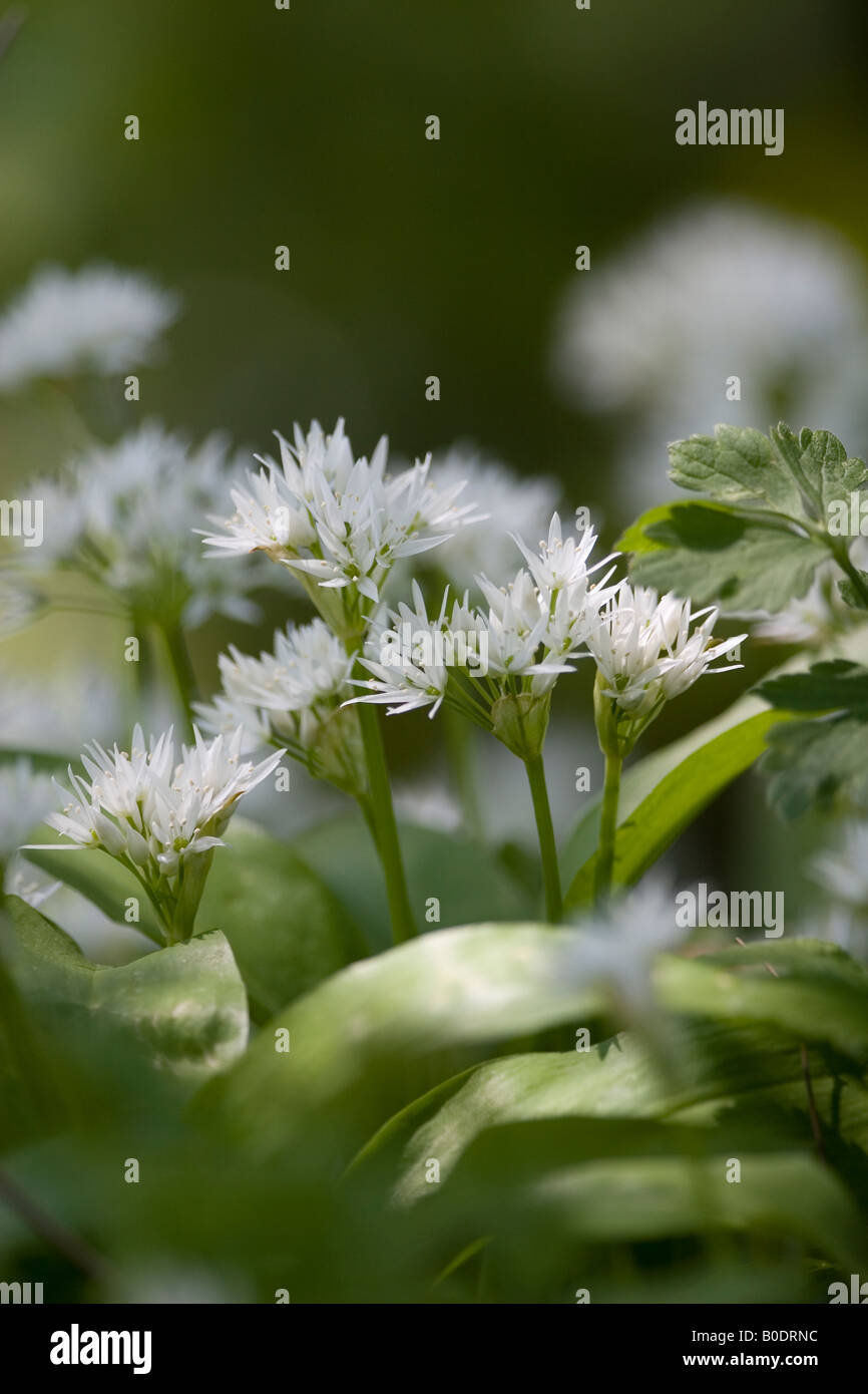 Lösegelder, Bärlauch (Allium Ursinum) Stockfoto