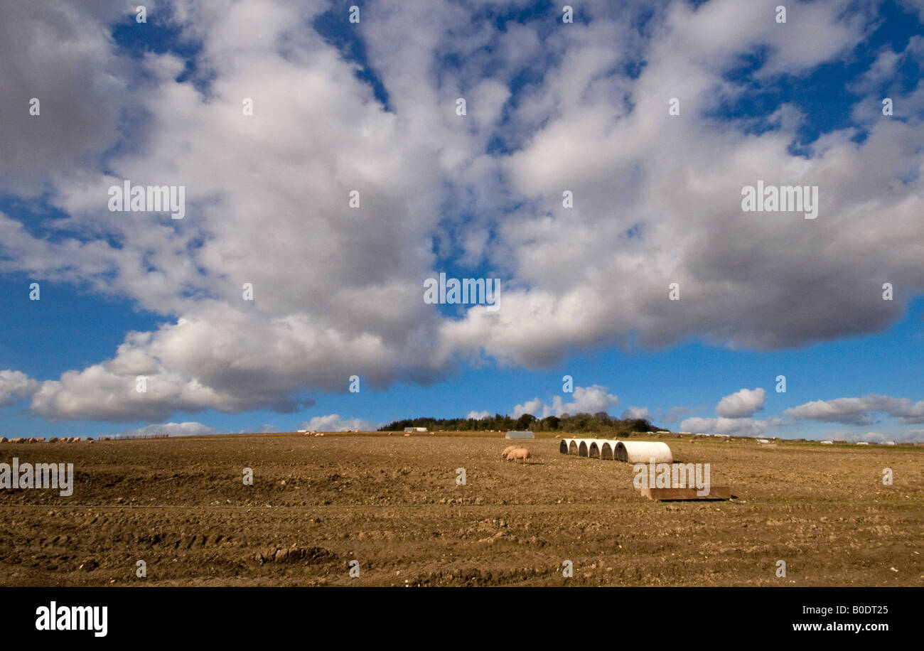 Schweinefarm in der Nähe von Hursley Hampshire England UK Stockfoto