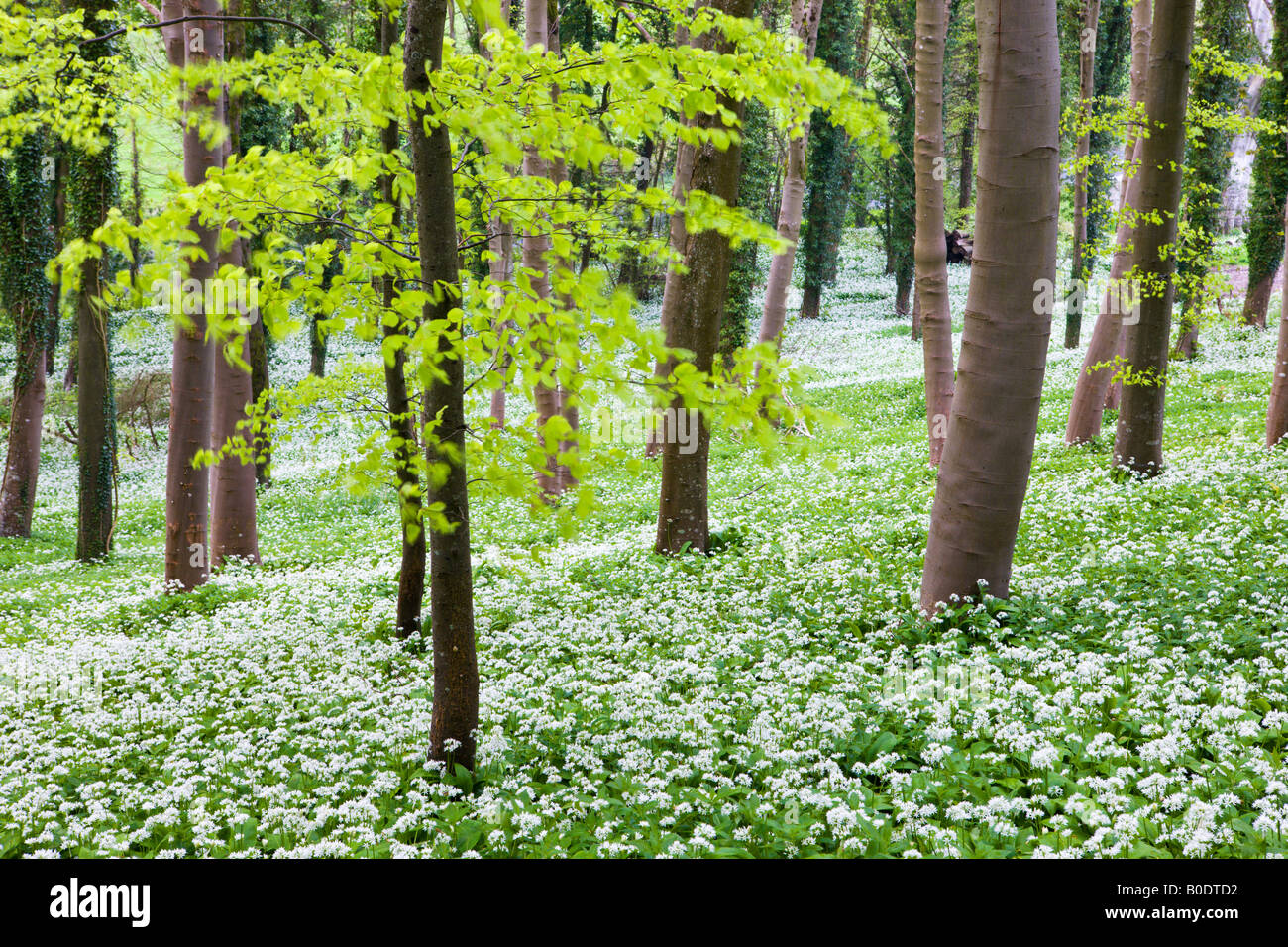 Bärlauch (Allium Ursinum) wächst in einem Waldgebiet Winterbourne Abbas Dorset-England Stockfoto