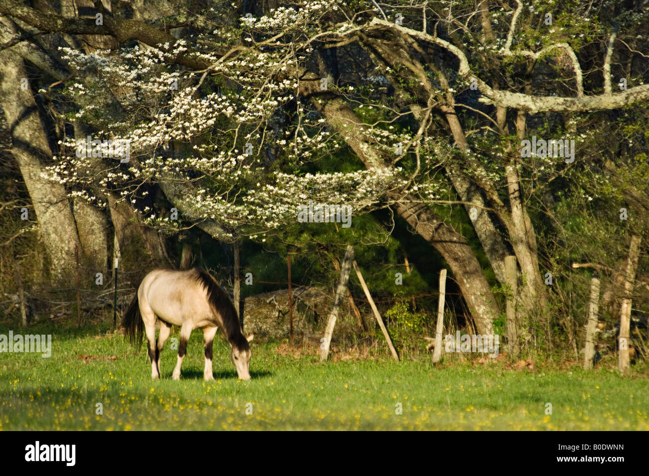 Buckskin Horse Beweidung in Cades Cove tolle Smoky Mountains National Park Tennessee Stockfoto
