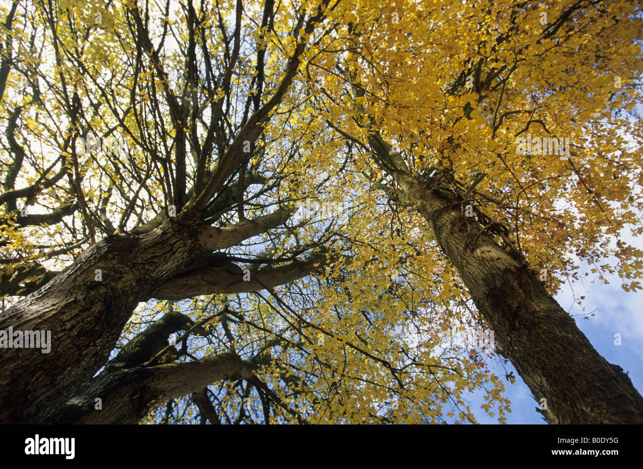 Acer campestre rinde -Fotos und -Bildmaterial in hoher Auflösung – Alamy