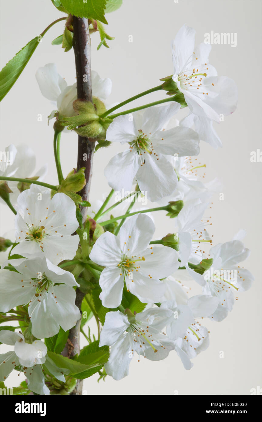 Apfelblüte in weiß Nahaufnahme mit weißen Blüten-Köpfe der Apfel Baum Frühling frisch erneuerten Leiter der Blüte Stockfoto