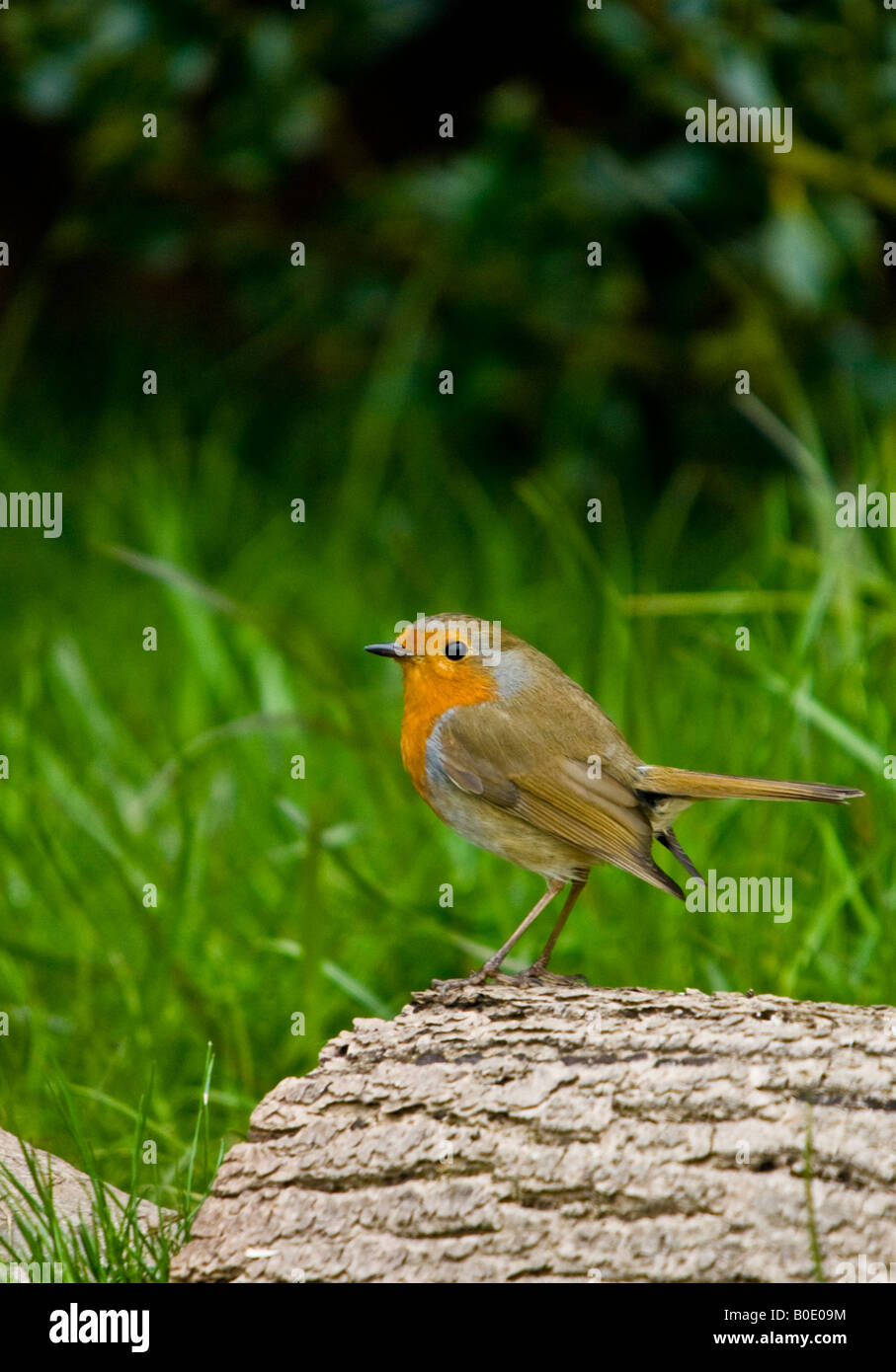 Robin auf Rinde - Erithacus rubecula Stockfoto