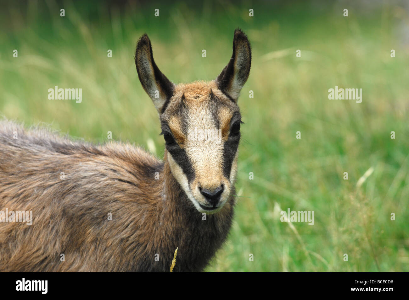 Sämischleder Säugetiere junge Mountain Park Winter Camoscio Giovane Rupicapra Rupicapra Mammiferi Montagna Valnoney Stockfoto