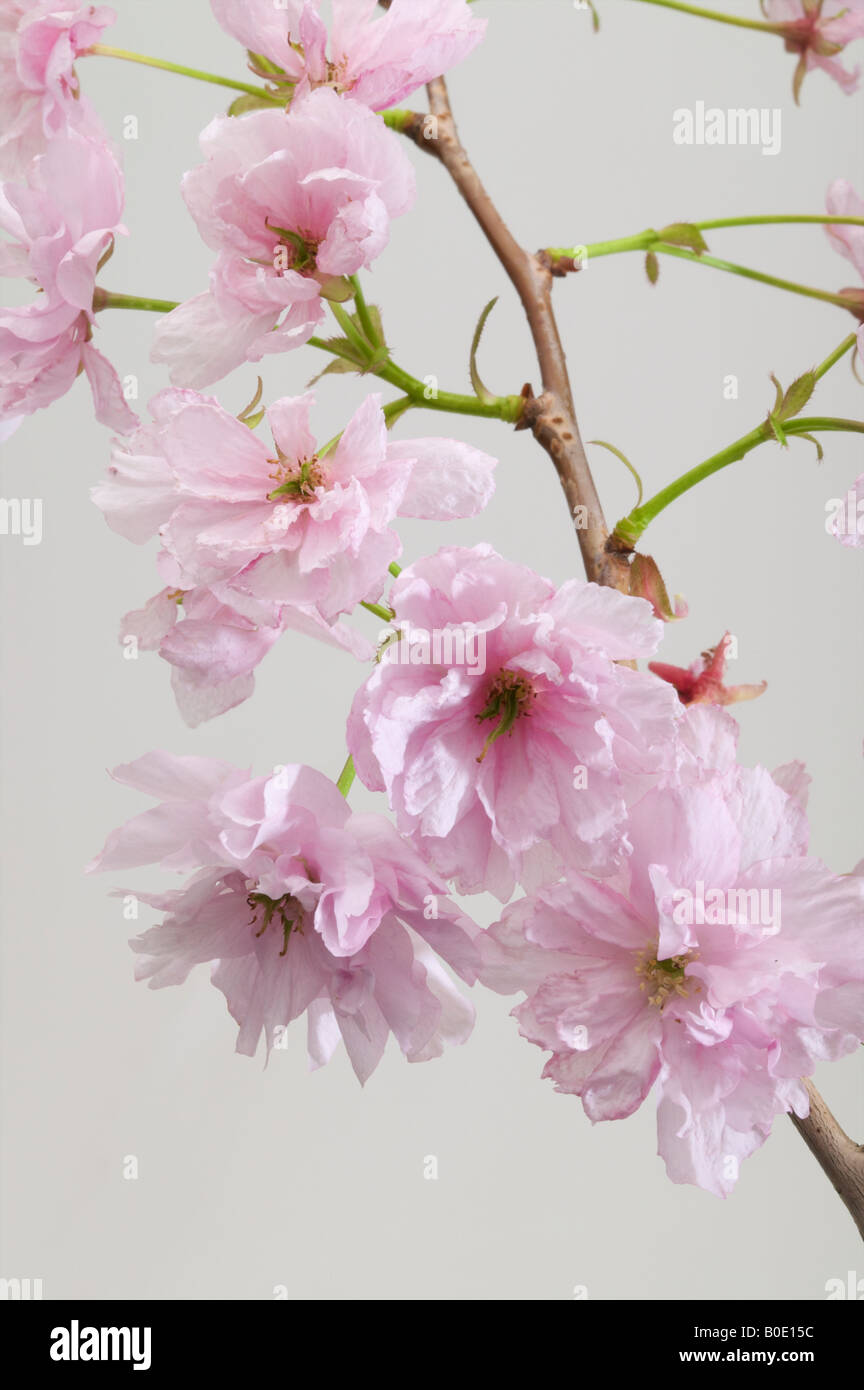 Kirschblüte in rosa Nahaufnahme zeigt rosa Blüte Köpfe der Prunus Baum im Frühling frisch erneuerten Köpfe der Blüte Stockfoto