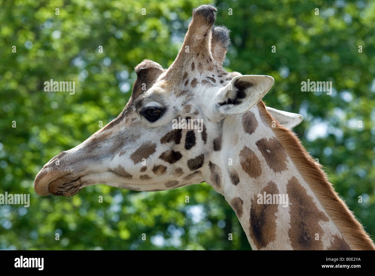 Giraffe Giraffe Kopf Stockfoto