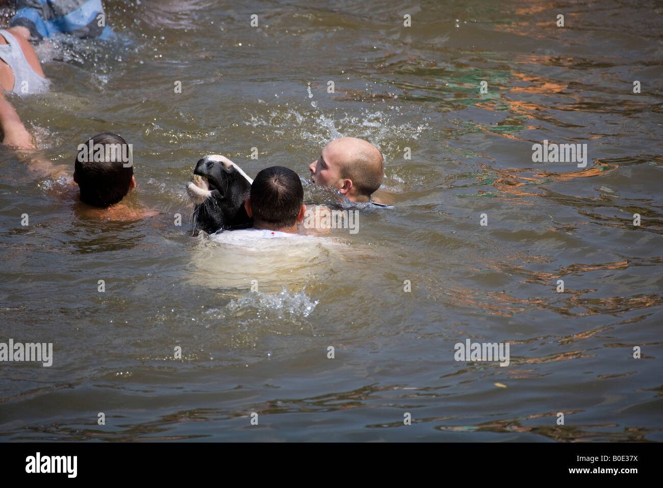 Pferd ertrinken Appleby Fair 2007 6 Stockfoto
