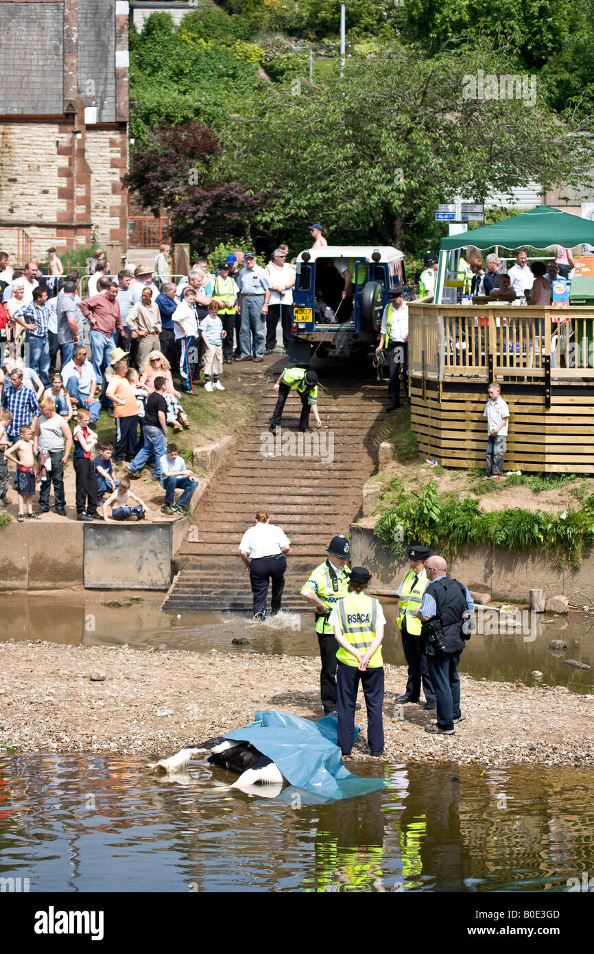 Pferd ertrinken Appleby Fair 2007 18 Stockfoto