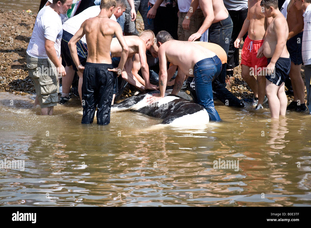 Pferd ertrinken Appleby Fair 2007 13 Stockfoto