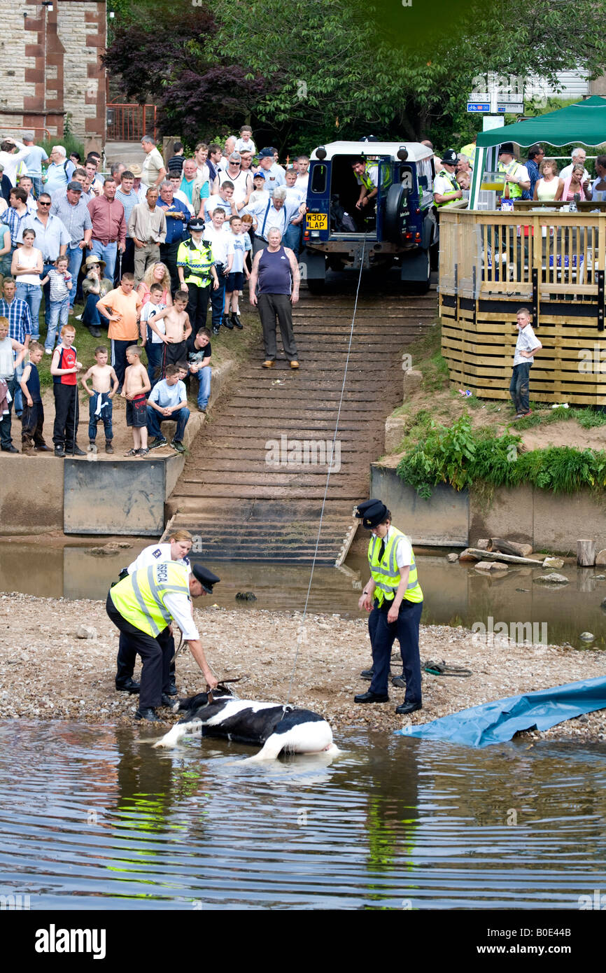 Pferd ertrinken Appleby Fair 2007 19 Stockfoto