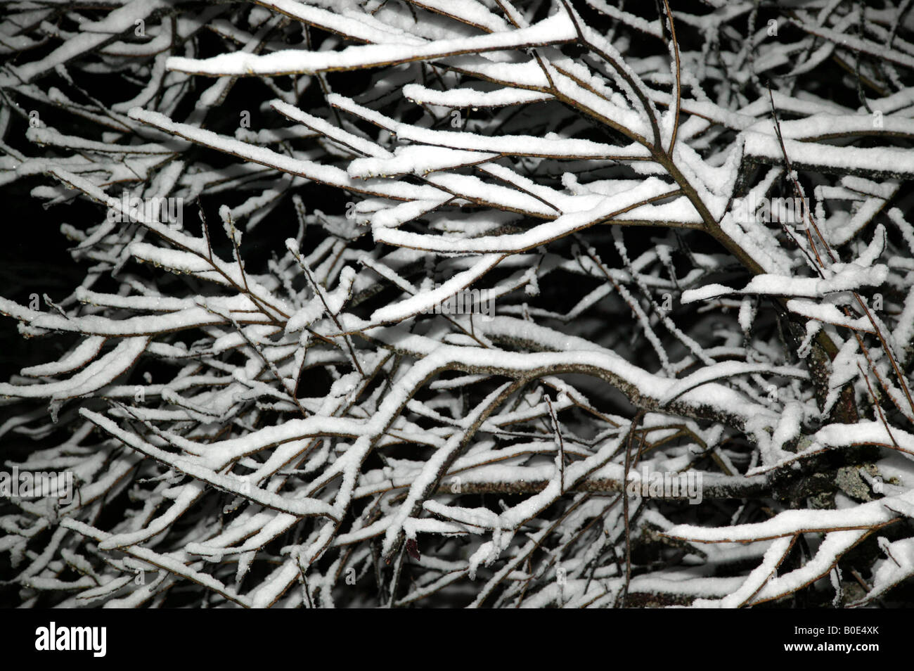 Blitz-gestützte Nahaufnahme Nachtaufnahme von Schnee bedeckten Zweige Stockfoto