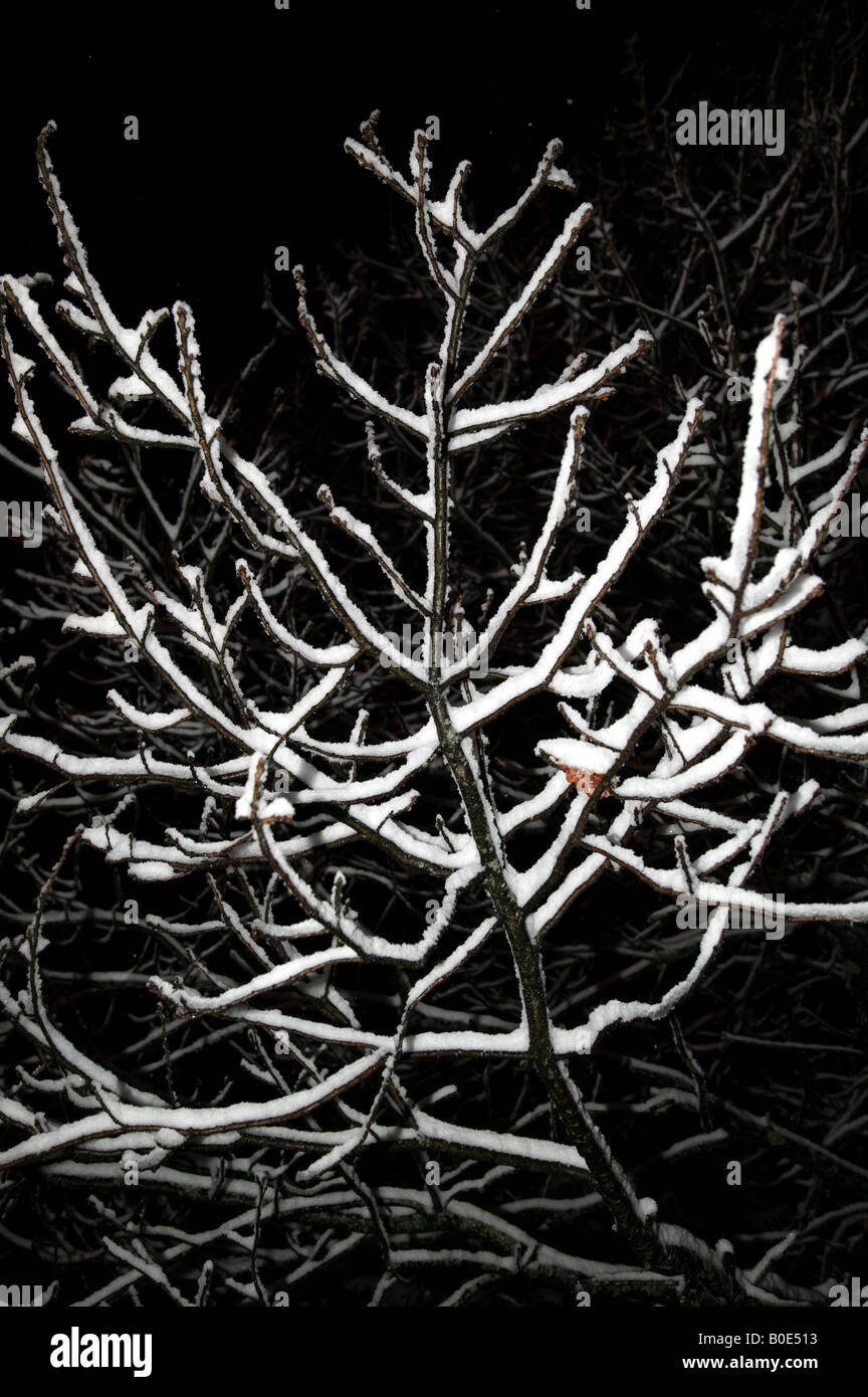 Blitz-gestützte Nahaufnahme Nachtaufnahme von Schnee bedeckten Zweige Stockfoto