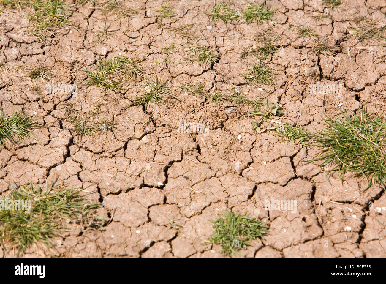 Trockene rissige Erde mit Pflanzenwelt sprießen zwischen den Rissen Stockfoto