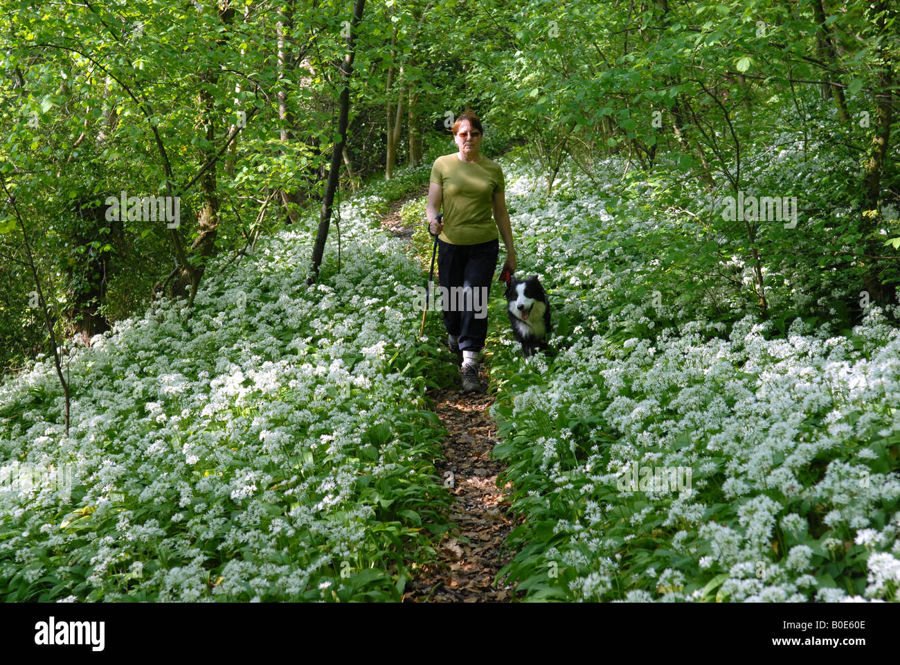 Frau, die ihren Hund durch Bärlauch in Shropshire woodland Stockfoto