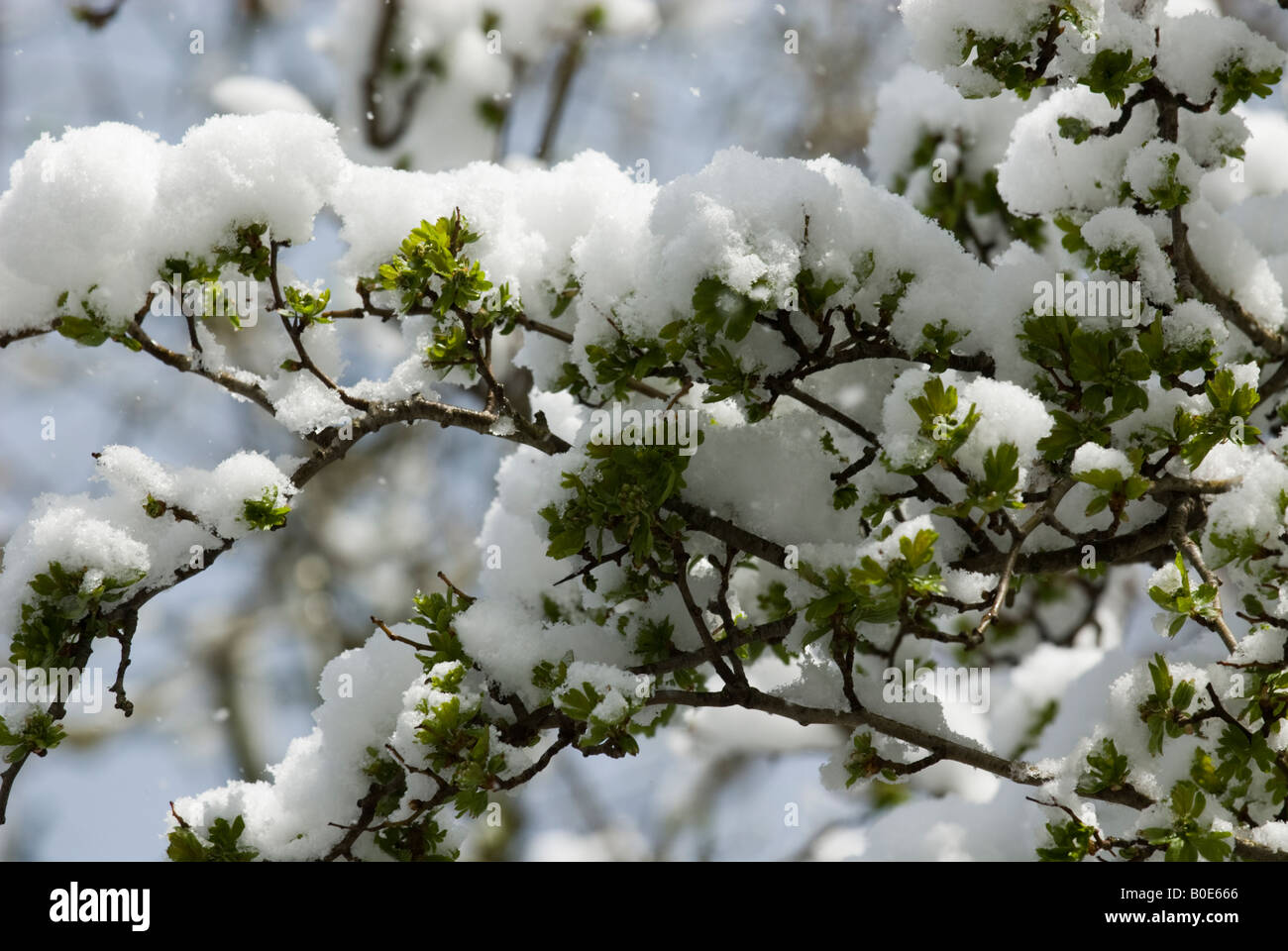 Zweige mit jungen Knospen und im Schnee Bäume bedeckt Stockfoto