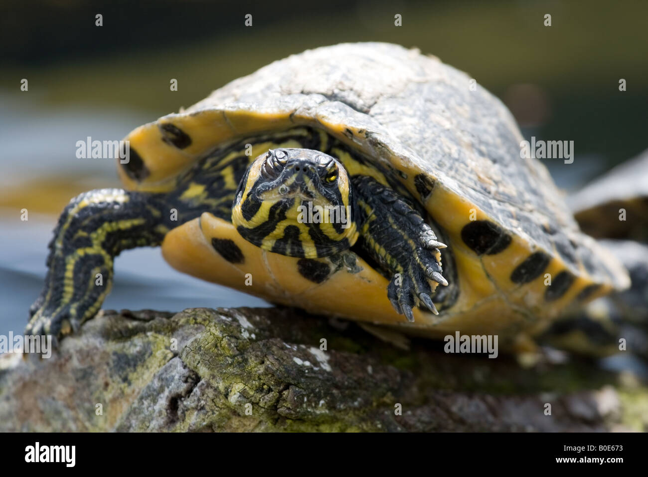 Yellow-Bellied Slider Sumpfschildkröte ist Scripta Scripta Stockfoto