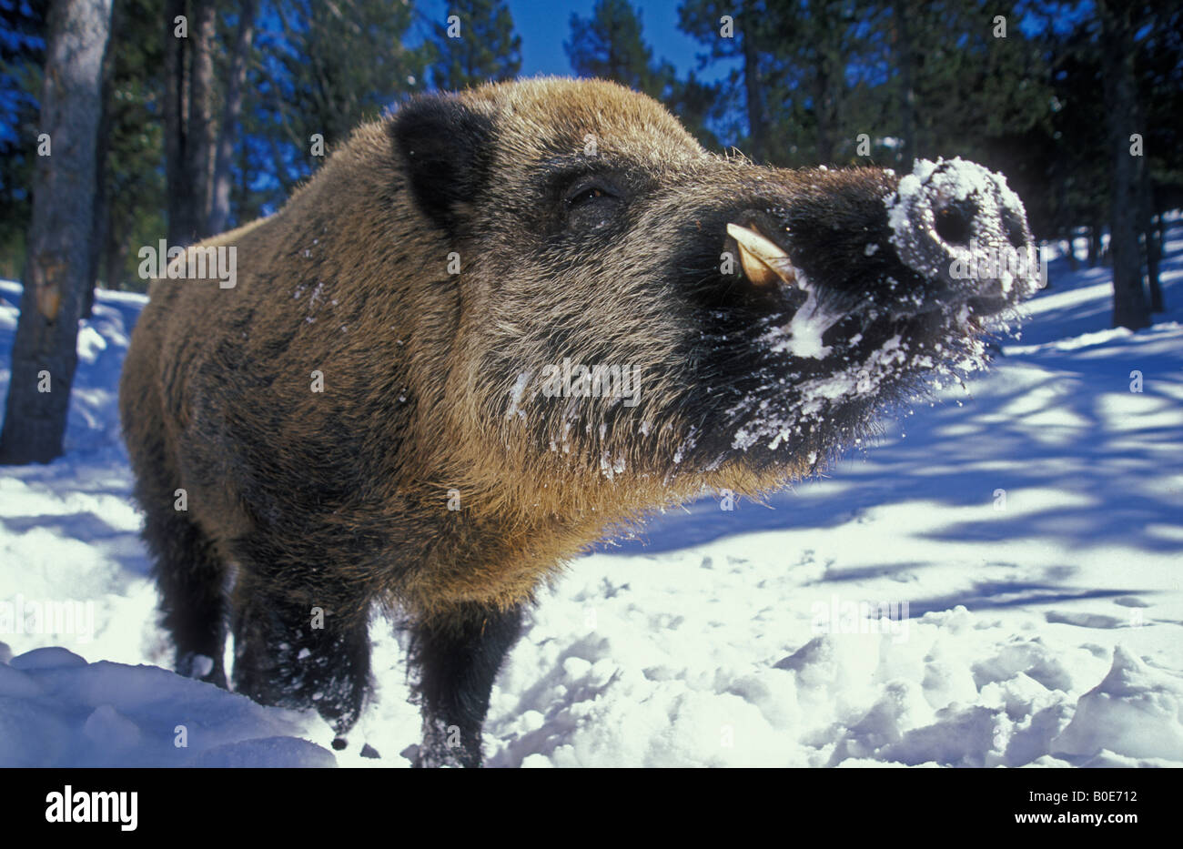 Wildschwein (Sus Scrofa) - Frankreich - schließen - im Schnee Stockfoto