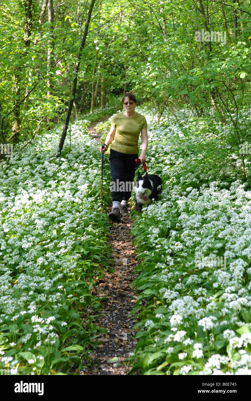 Frau, die ihren Hund durch Bärlauch in Shropshire woodland Stockfoto