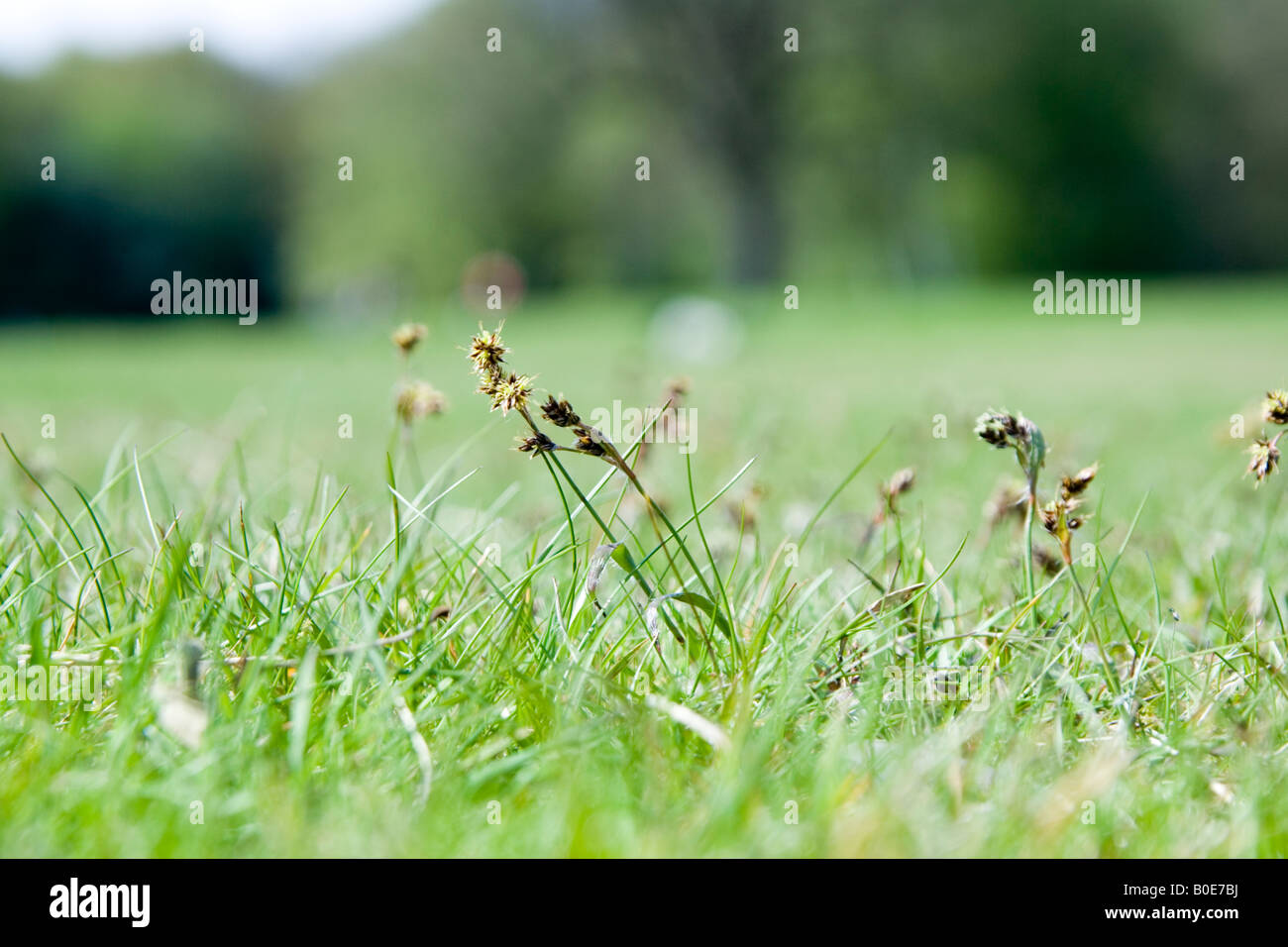 Hampstead Heath Stockfoto