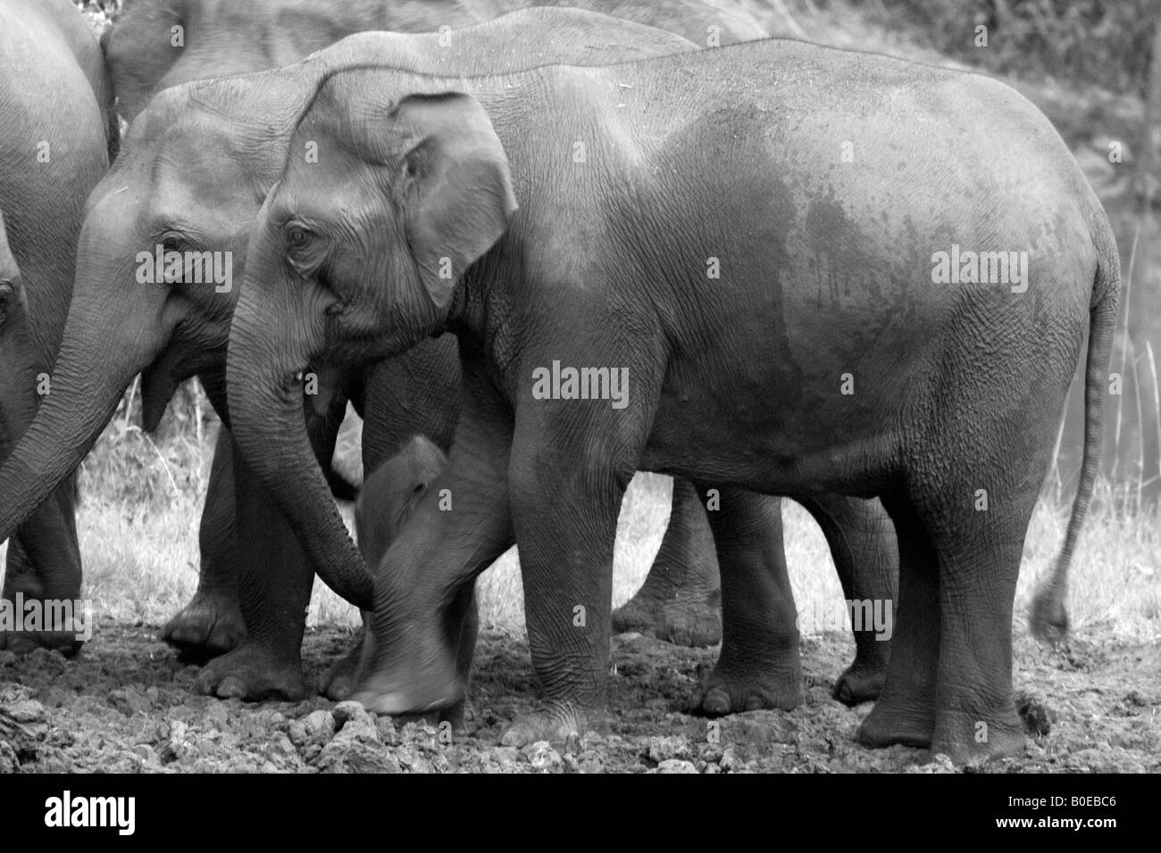 Kühe schützen instinktiv jüngere Mitglied ihrer Herde in Nagarhole Nationalpark im Süden von Indien. Stockfoto