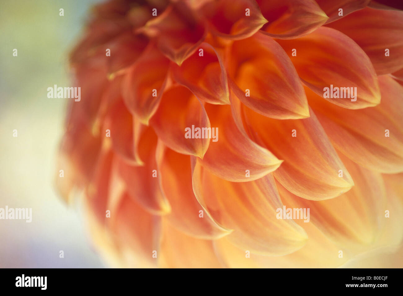 Detail der Dahlie Blütenblätter in voller Blüte Stockfoto