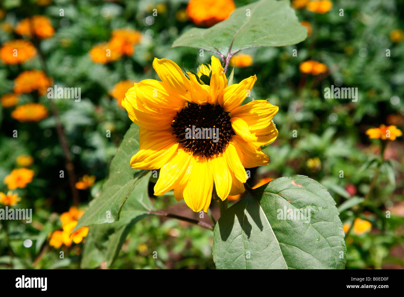 Sonnenblume (Helianthus Annuus) Stockfoto