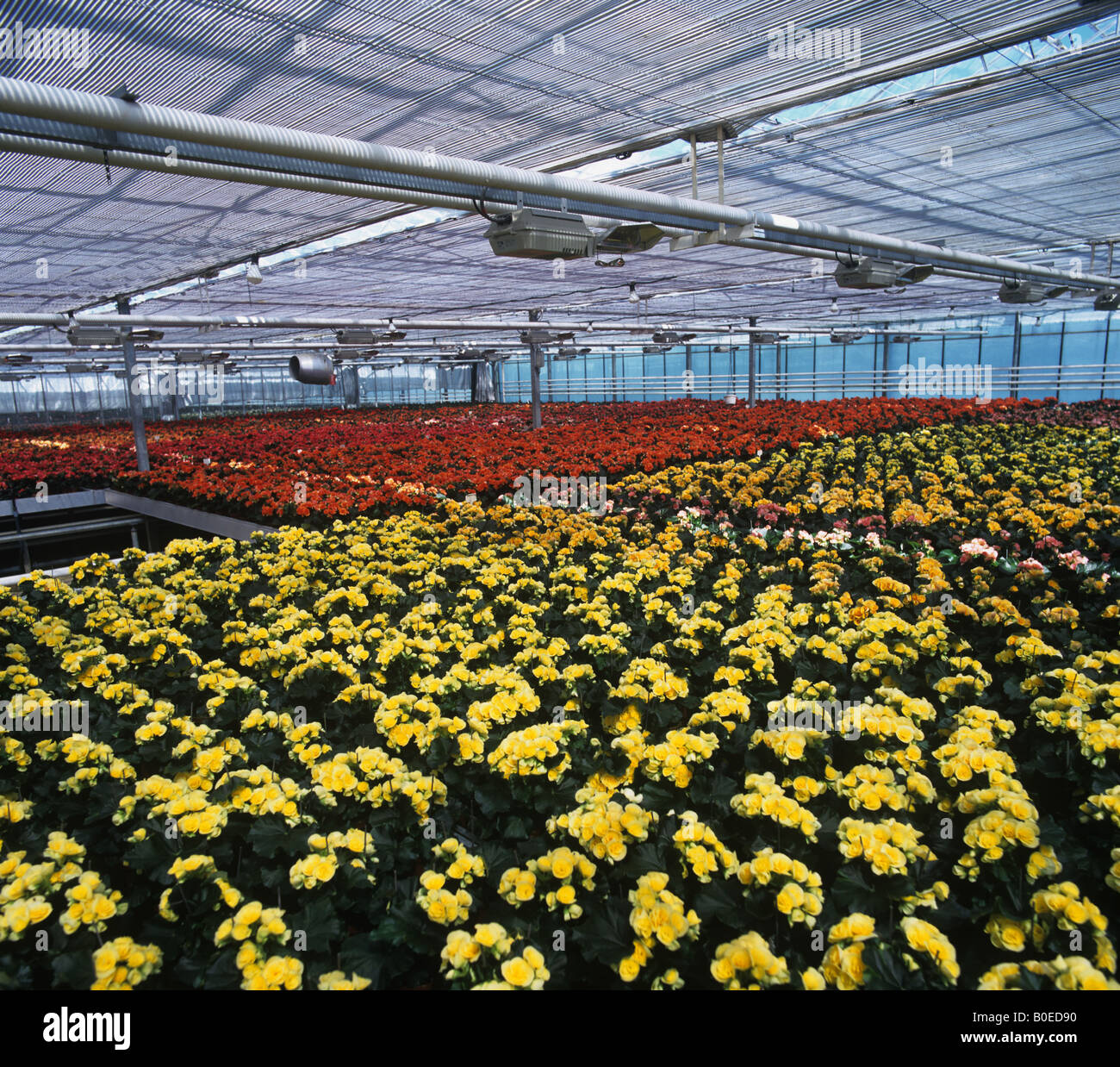 Busy Lizzie Pflanzen für Verkauf in den Geschäften in einem großen Gärtnerei Gewächshaus Aufzucht Stockfoto