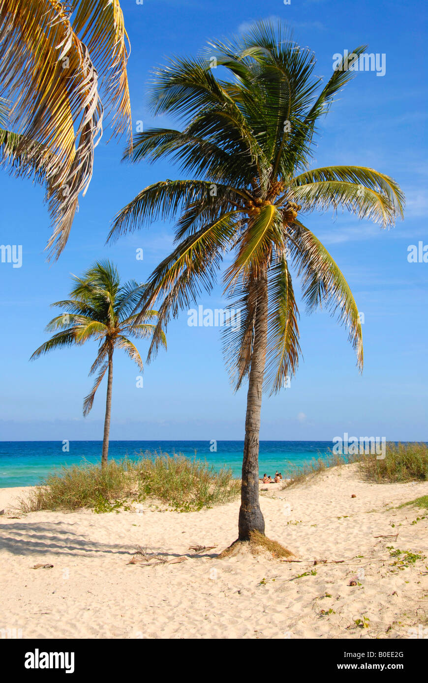 Palmen am Strand von Playa del Este Havanna Kuba Stockfoto