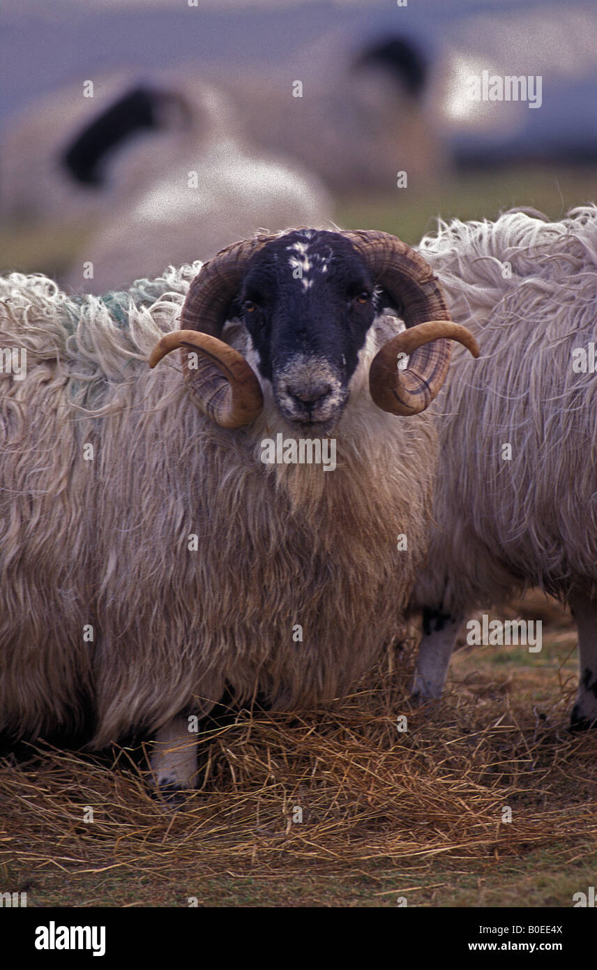 Black-faced Schaf - Ram oder TUP - Schottland Stockfoto