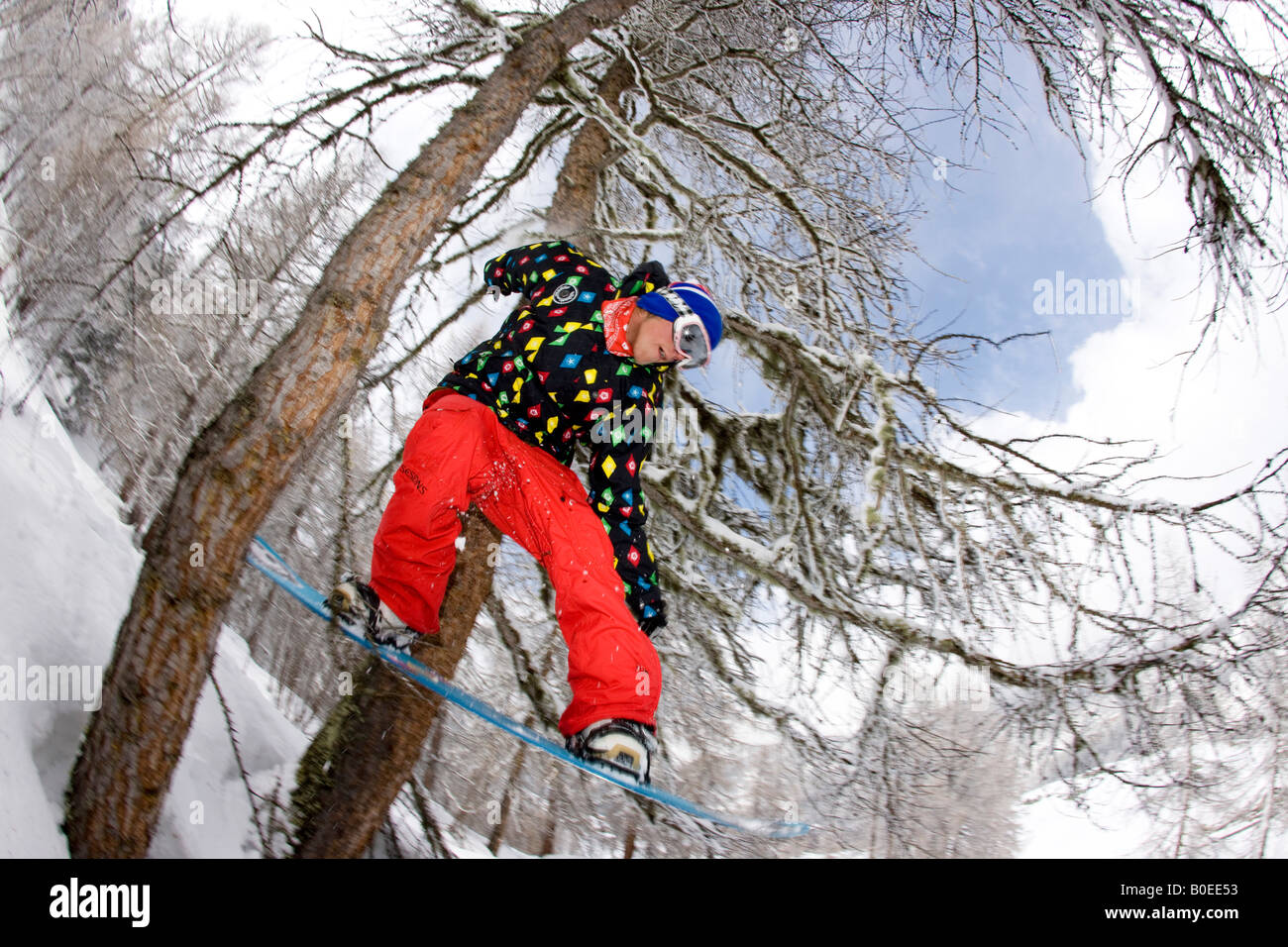 Snowboarder springt zwischen zwei Bäumen abseits der Piste. Stockfoto