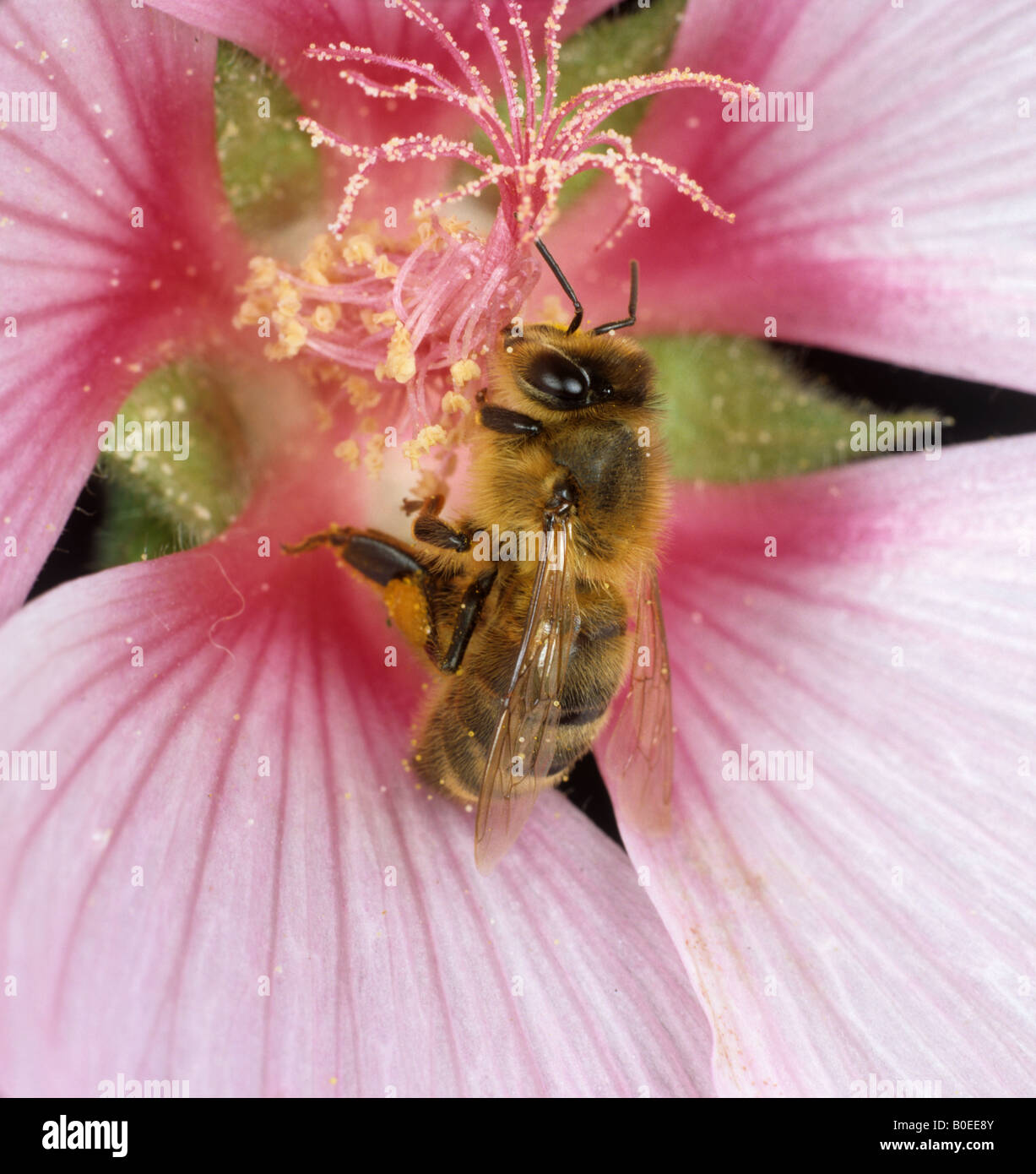 Honigbiene Apis Mellifera besuchen eine rosa Lavatera-Blume Stockfoto