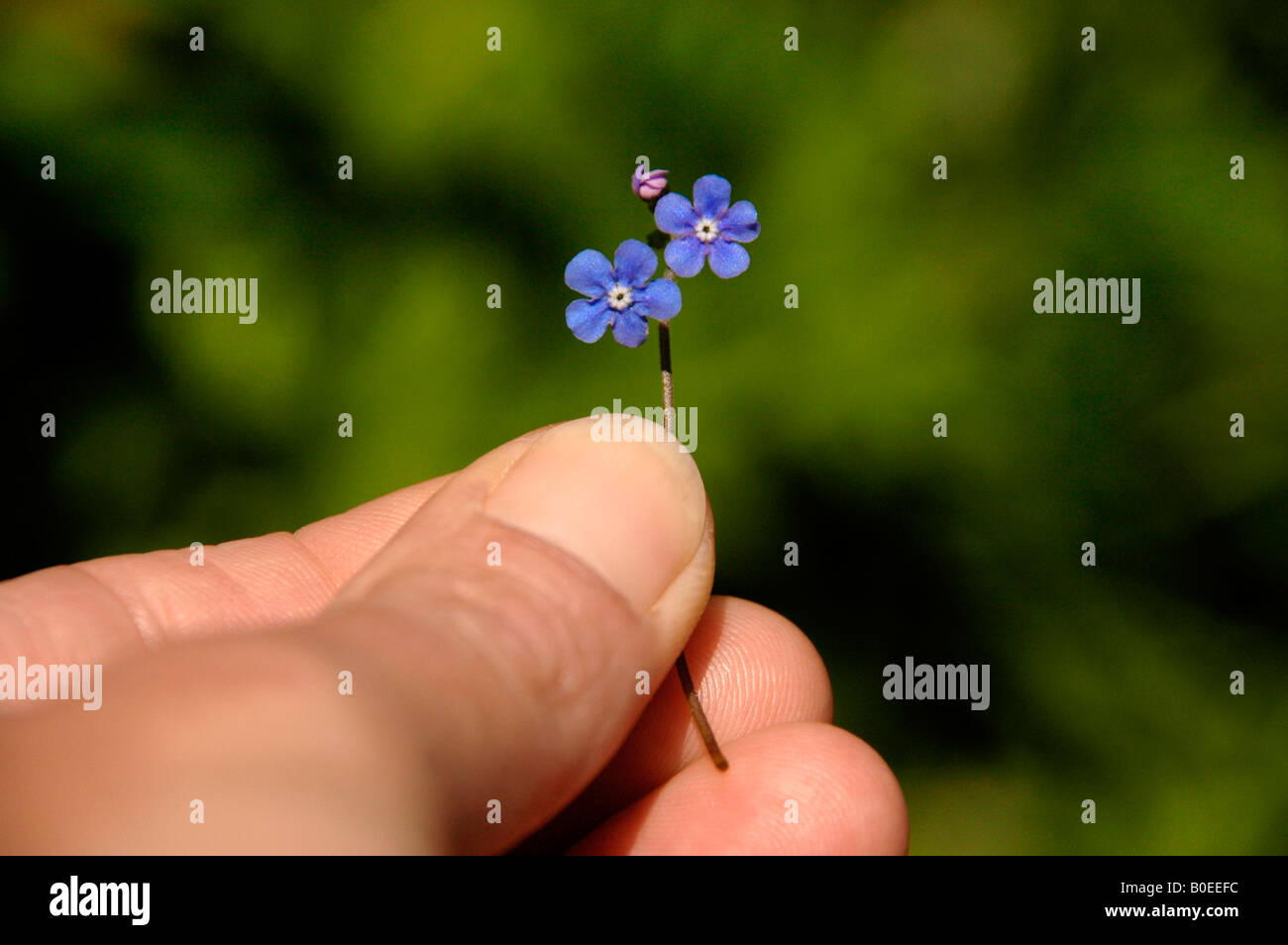 Ein Stiel der Blüte Holz vergessen-mich-nicht. (Myosotis Sylvatica) statt mit der hand. Stockfoto