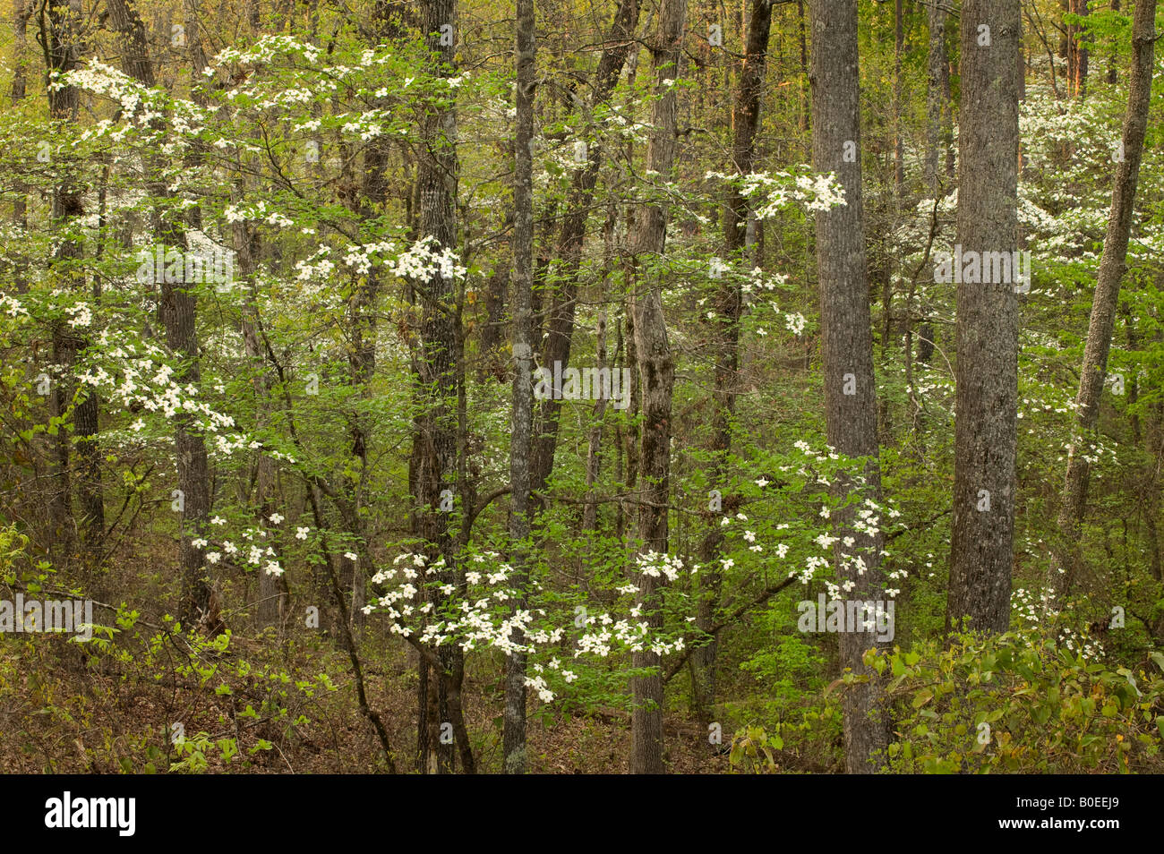 blühende Hartriegel Blüten, Holly Springs National Forest, Mississippi Stockfoto