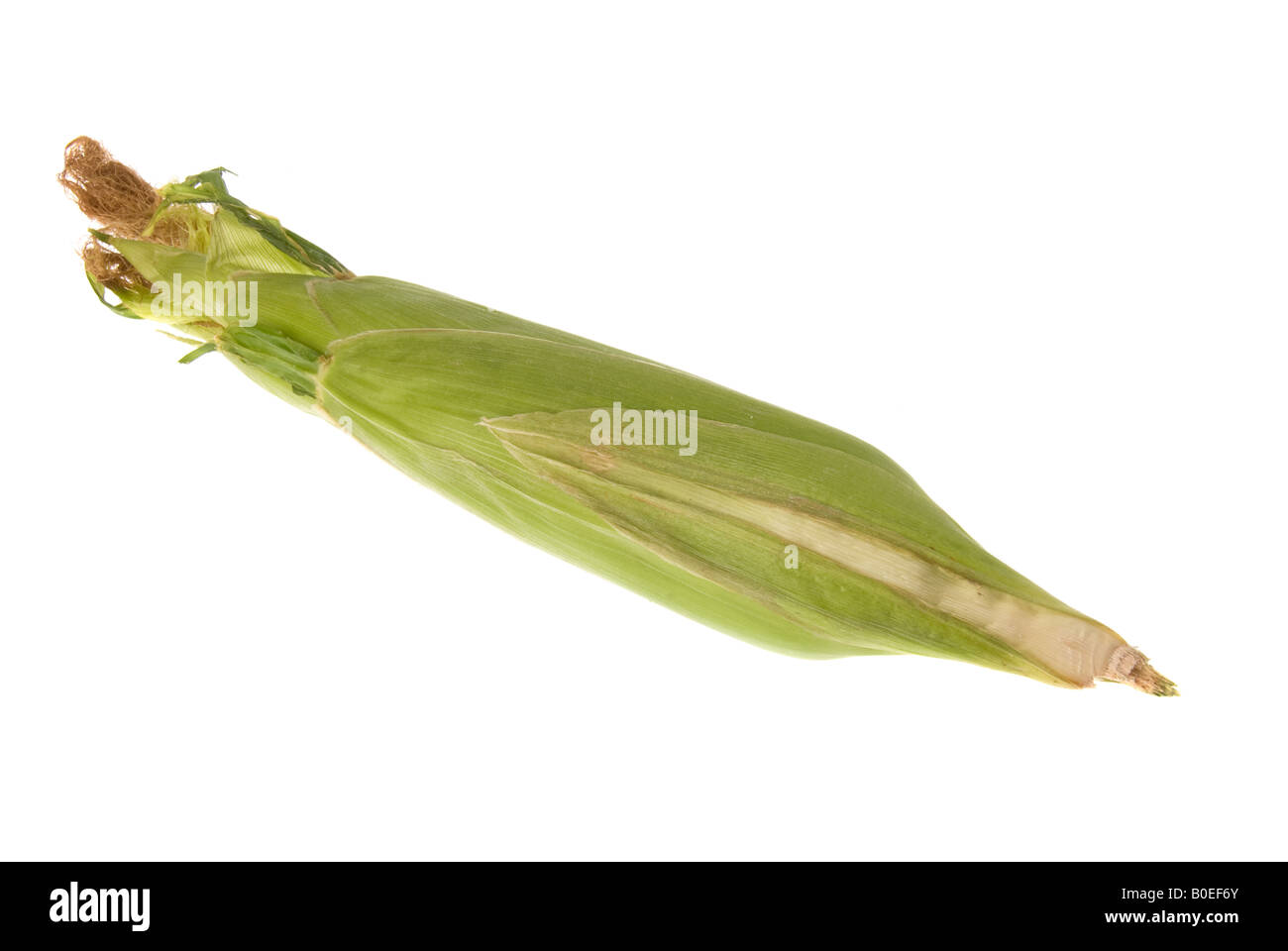Ungeschälte frische Maiskolben direkt aus der Gemüseabteilung Stockfoto