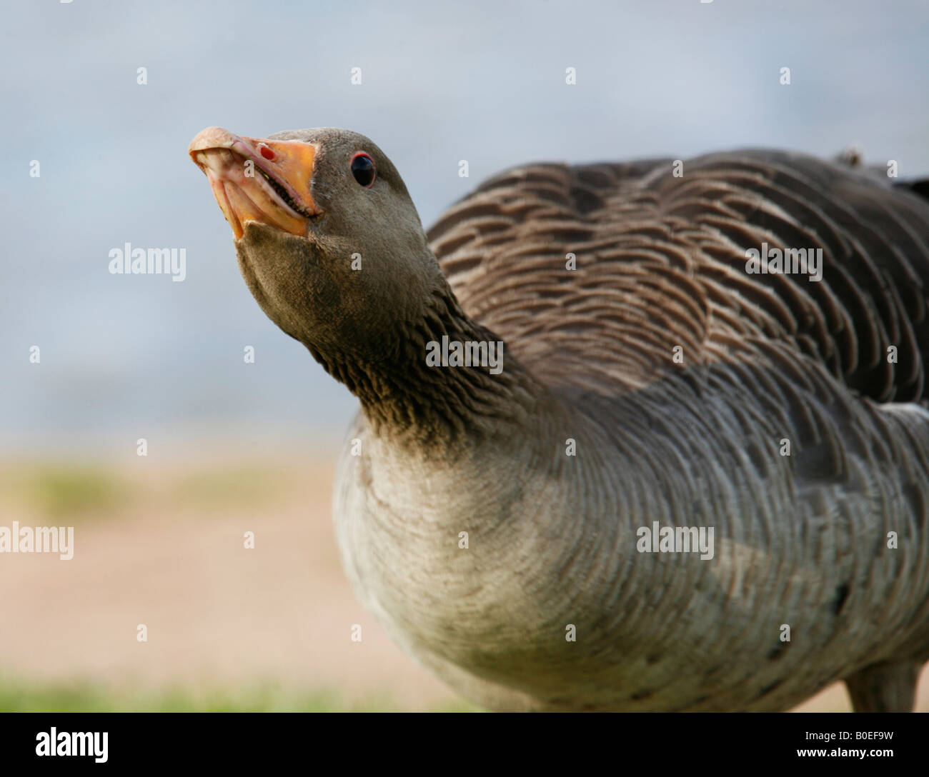 Graugans Gans Aggressive Pose Stockfoto Graugans Gans Aggressive Pose Stockfoto