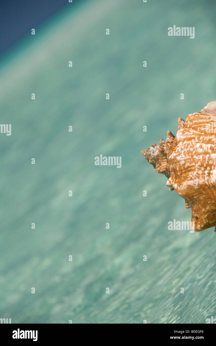 Seacsape mit einer Muschel Stockfoto
