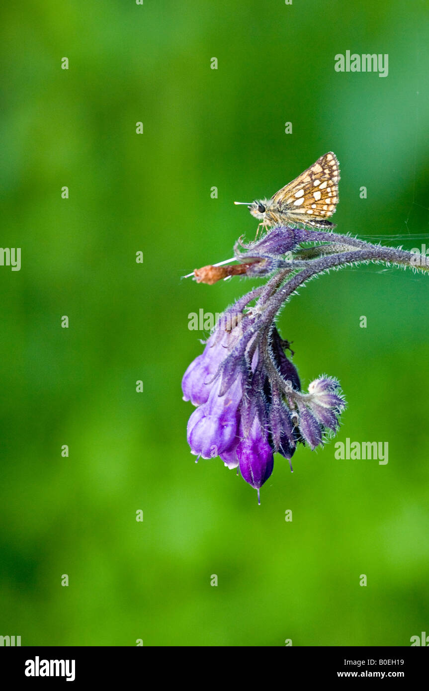 Karierte Skipper (Carterocephalus Palaemon) Beinwell gehockt Stockfoto