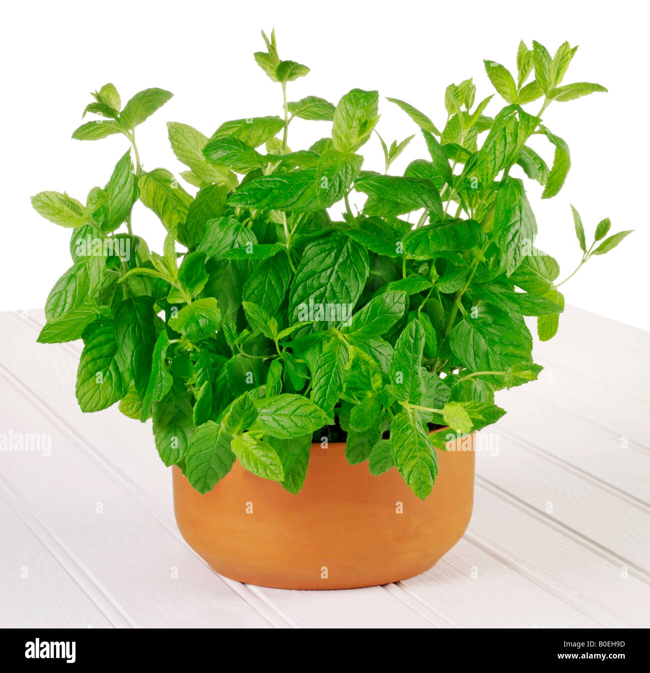 MINZE PFLANZE WÄCHST Stockfoto